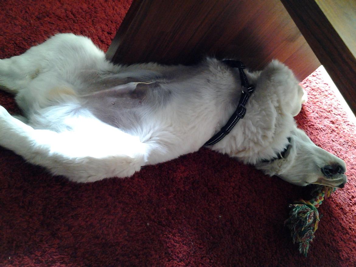 Golden retriever Tor billede 17