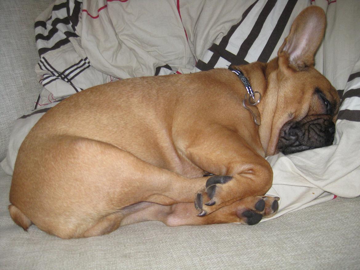 Fransk bulldog Møffe billede 13