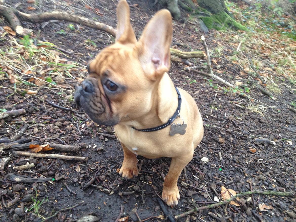 Fransk bulldog Møffe billede 14