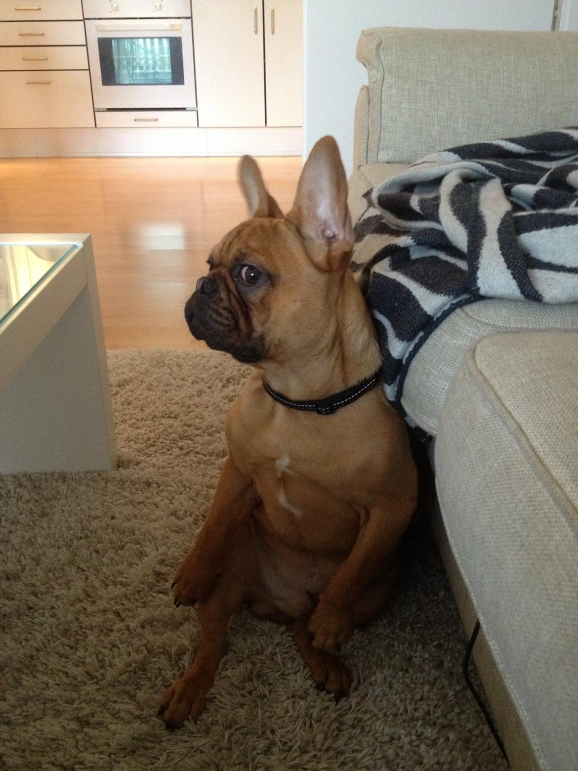 Fransk bulldog Møffe billede 15