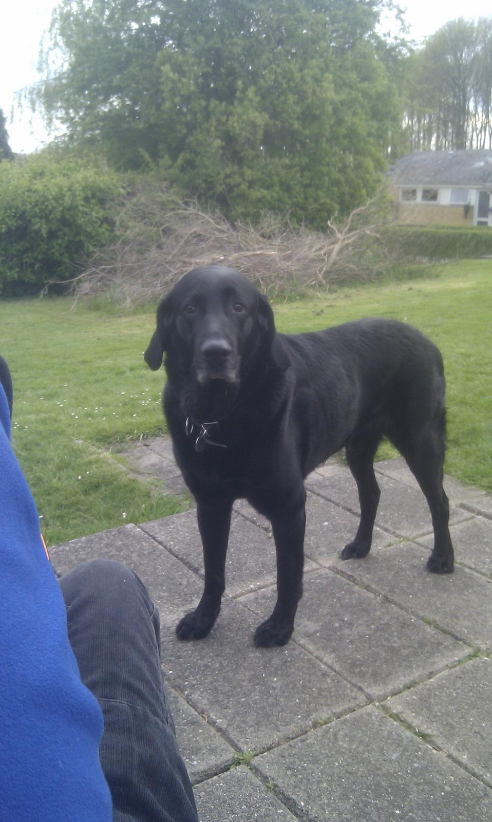 Blanding af racer Rex billede 1