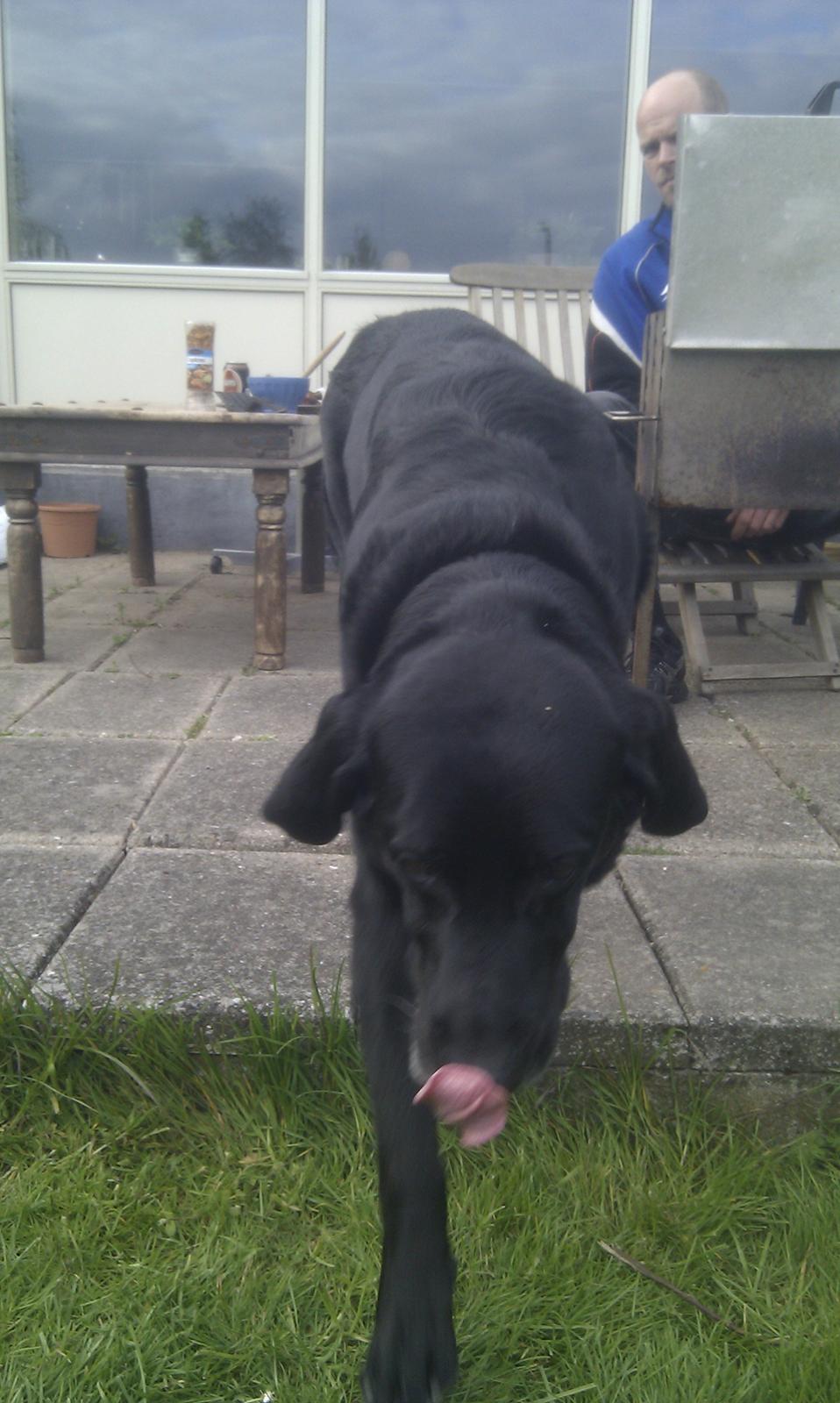 Blanding af racer Rex billede 2