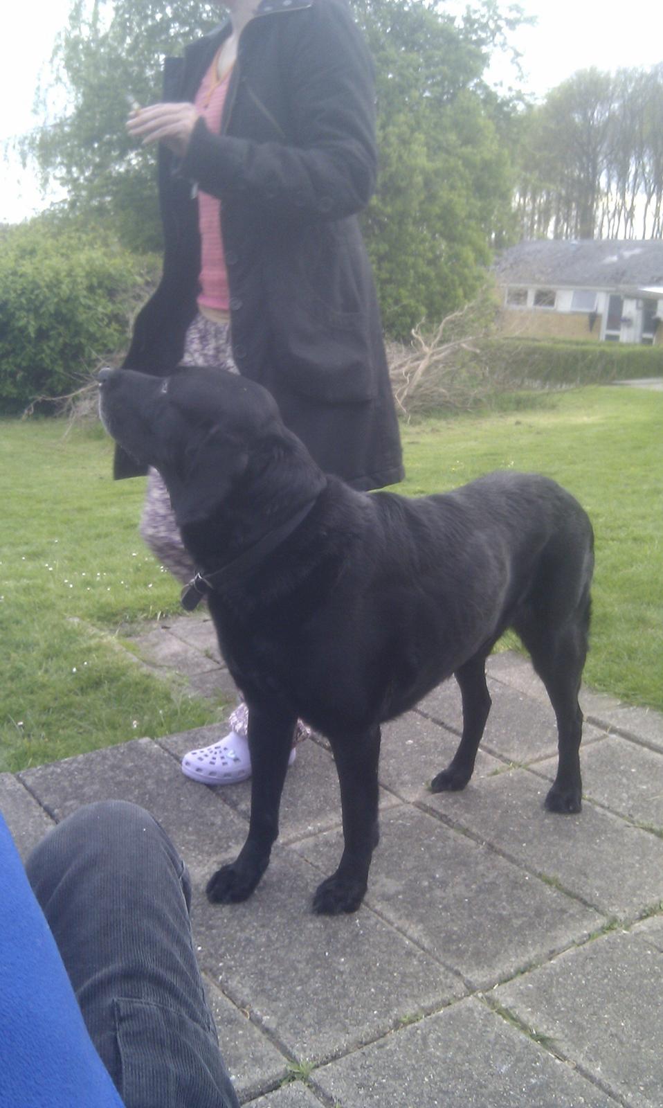 Blanding af racer Rex billede 3