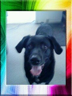 Blanding af racer Rex billede 4