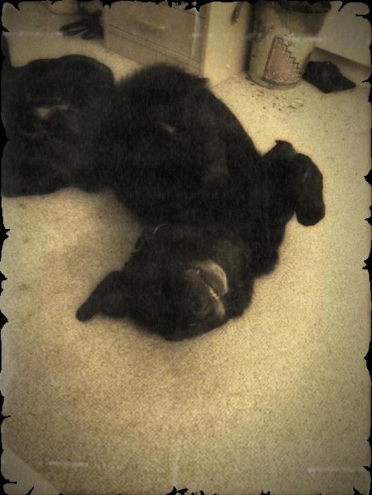 Blanding af racer Rex billede 5