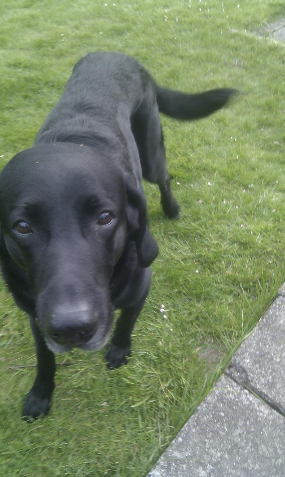 Blanding af racer Rex billede 6