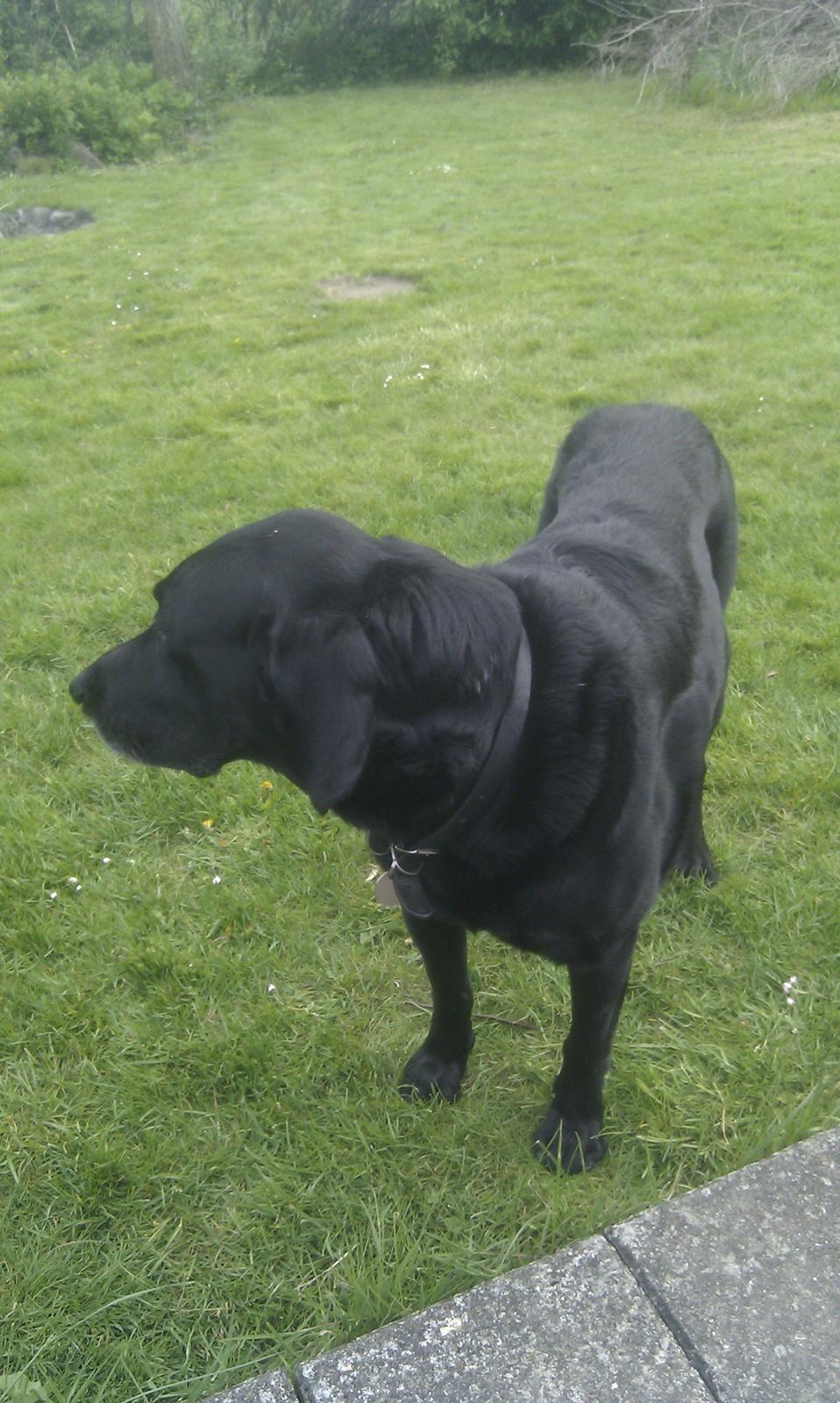 Blanding af racer Rex billede 7