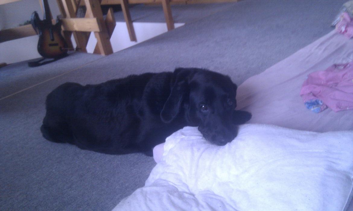 Blanding af racer Rex billede 8