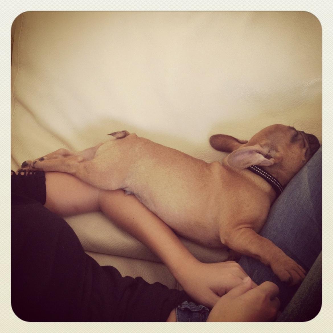 Fransk bulldog Møffe billede 16