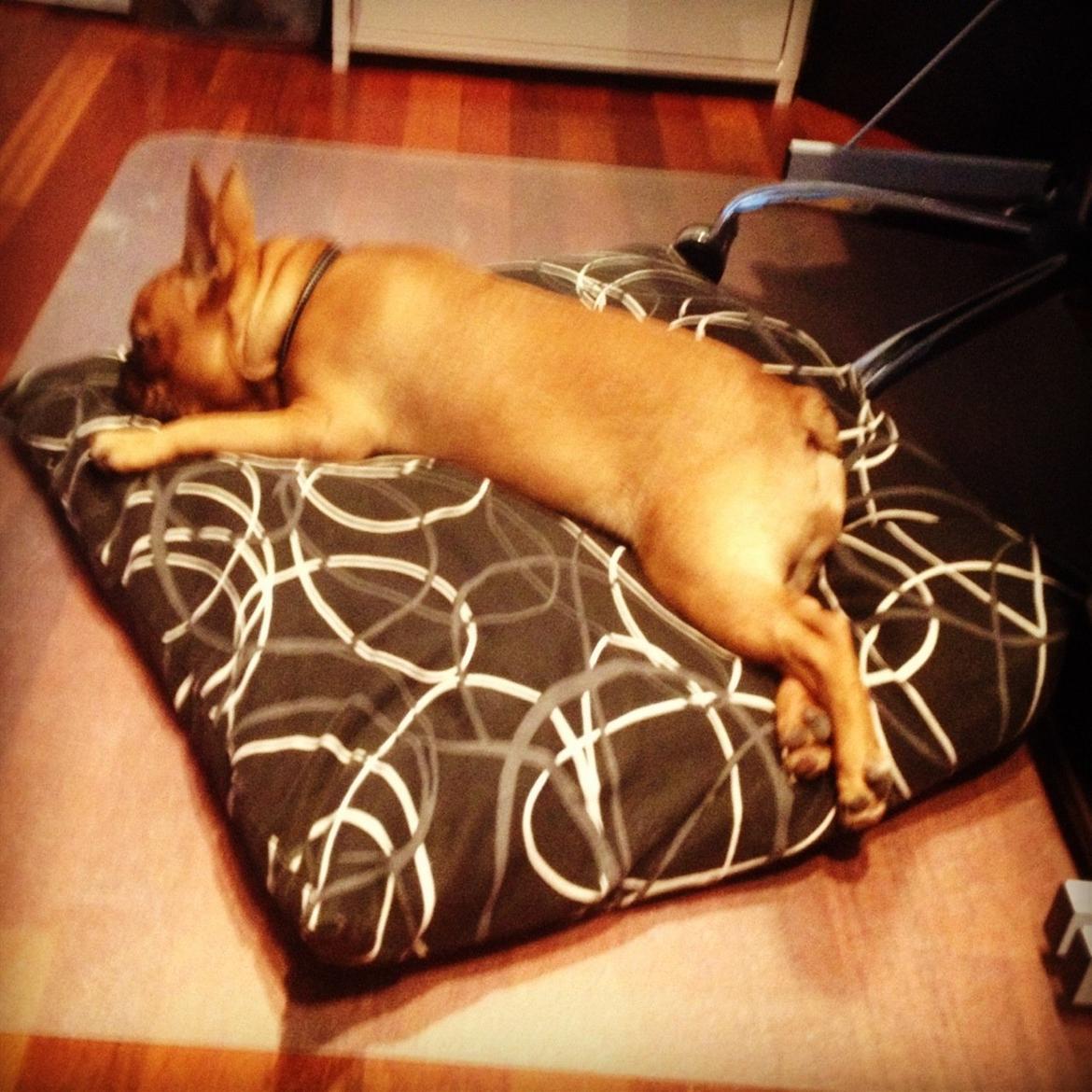 Fransk bulldog Møffe billede 17