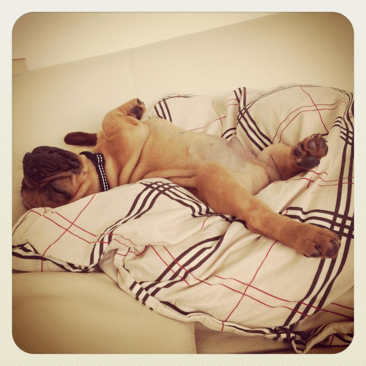 Fransk bulldog Møffe billede 18