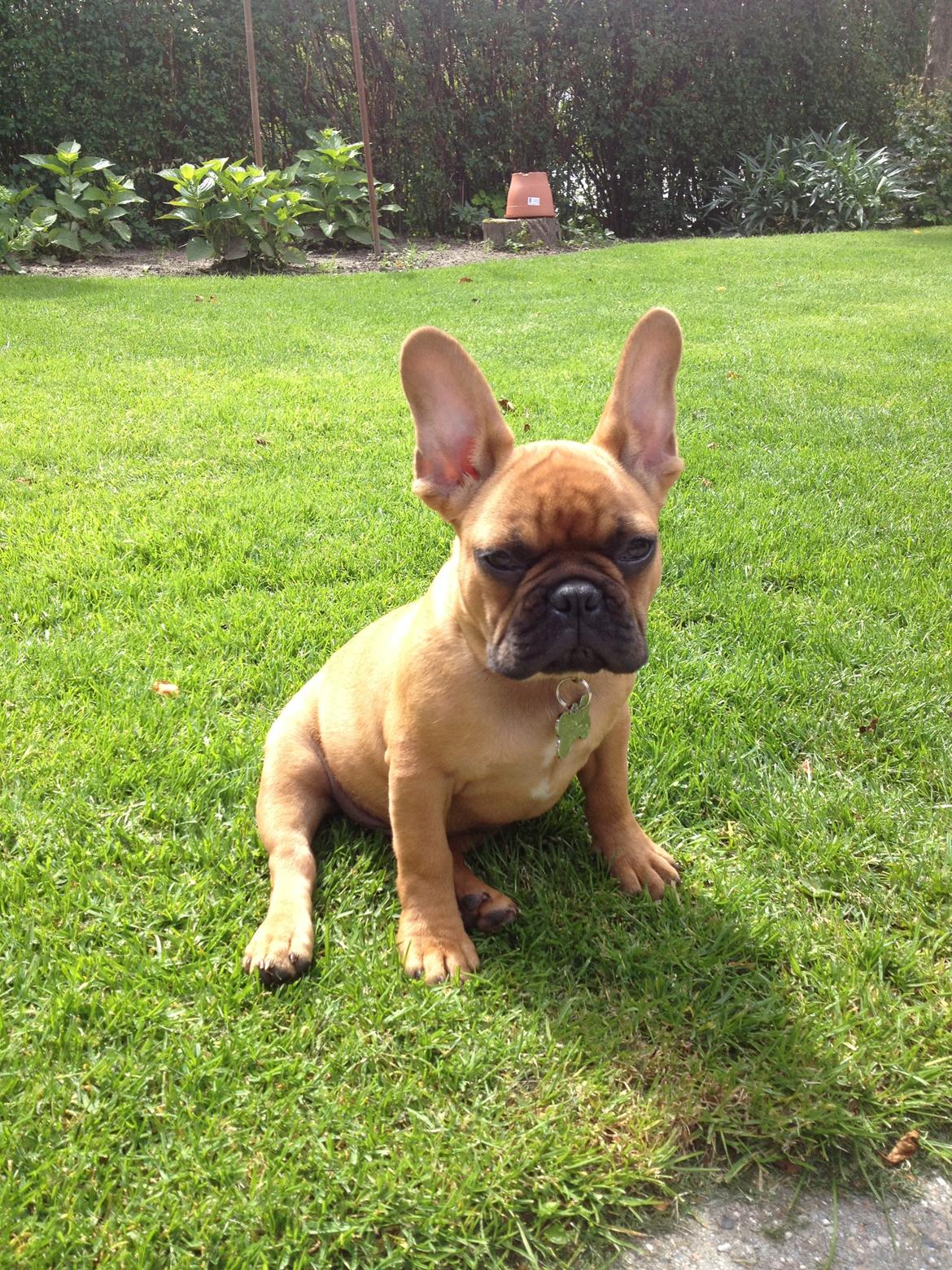 Fransk bulldog Møffe billede 19