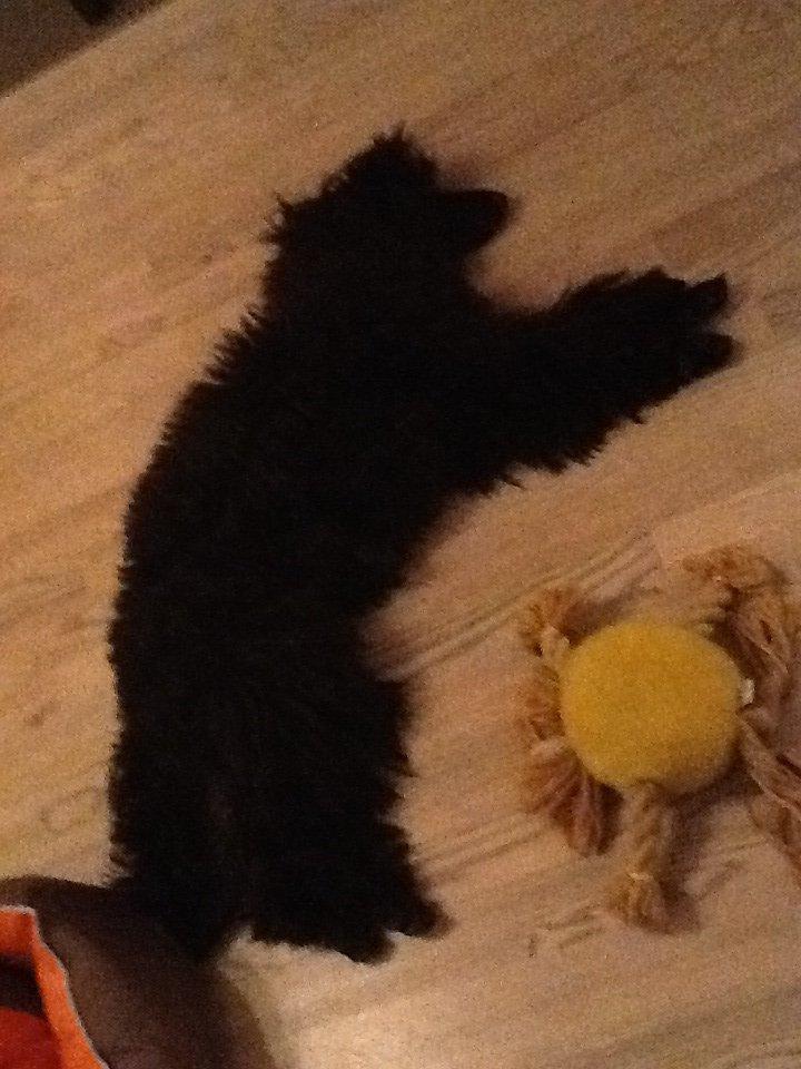 Mellempuddel Cammi billede 4