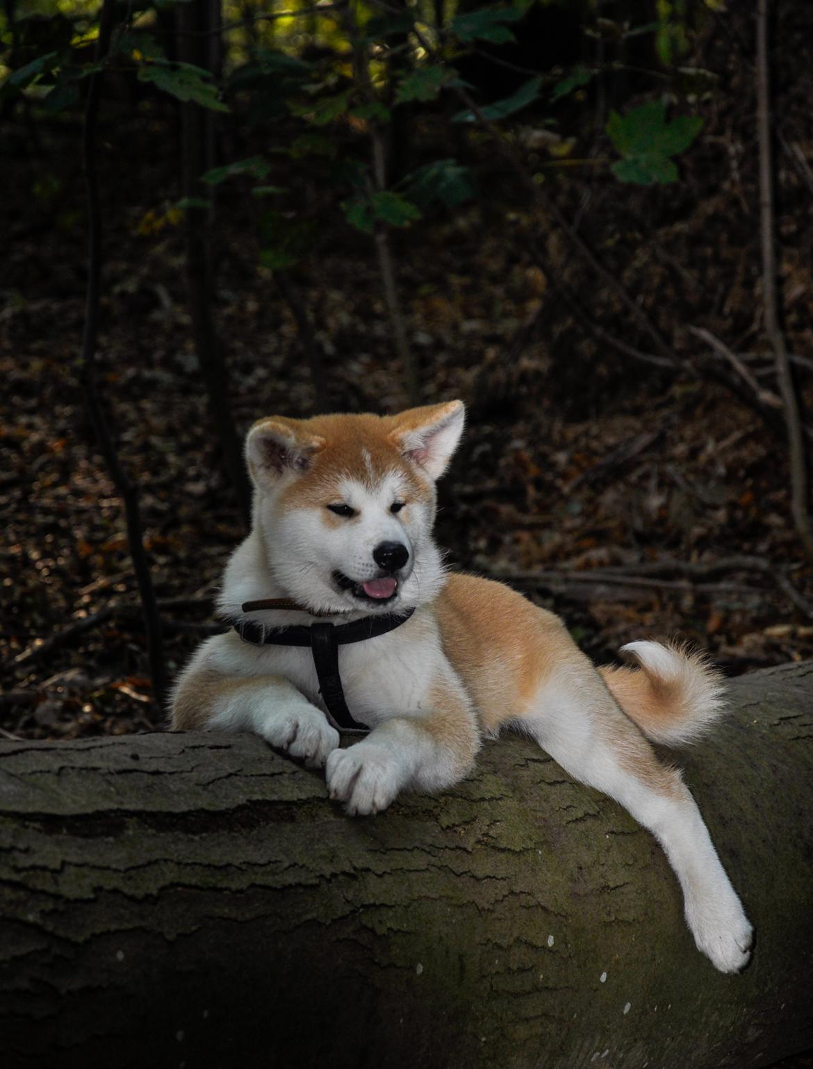 Akita inu Akio billede 8