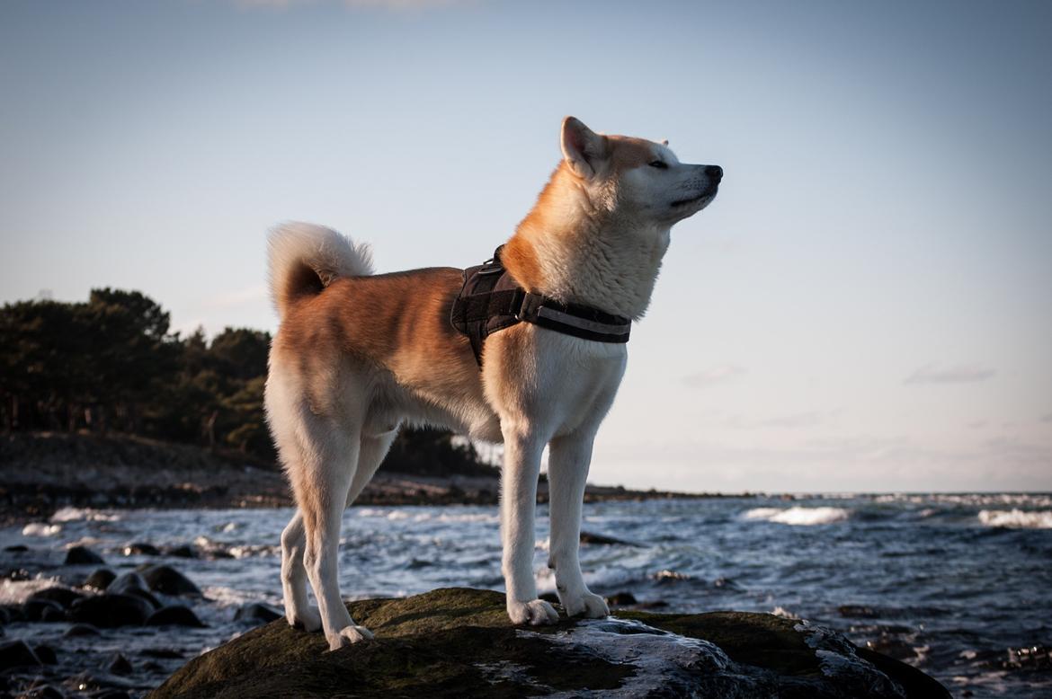 Akita inu Akio billede 9