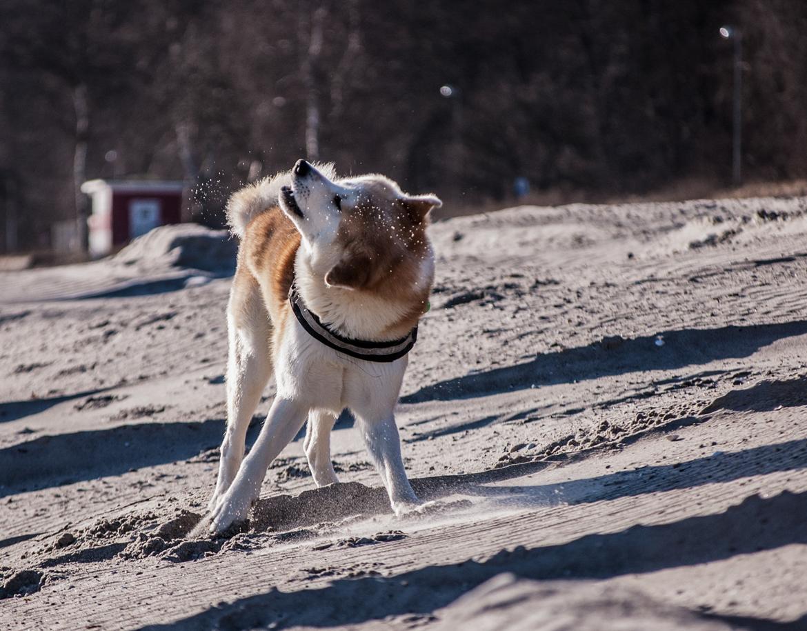 Akita inu Akio billede 11