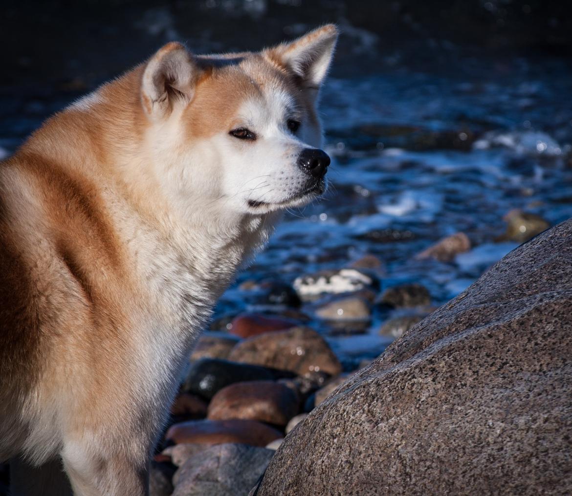 Akita inu Akio billede 12