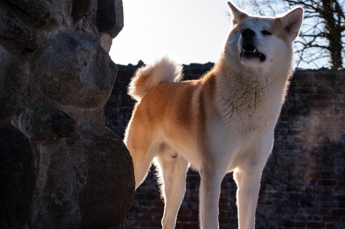 Akita inu Akio billede 13