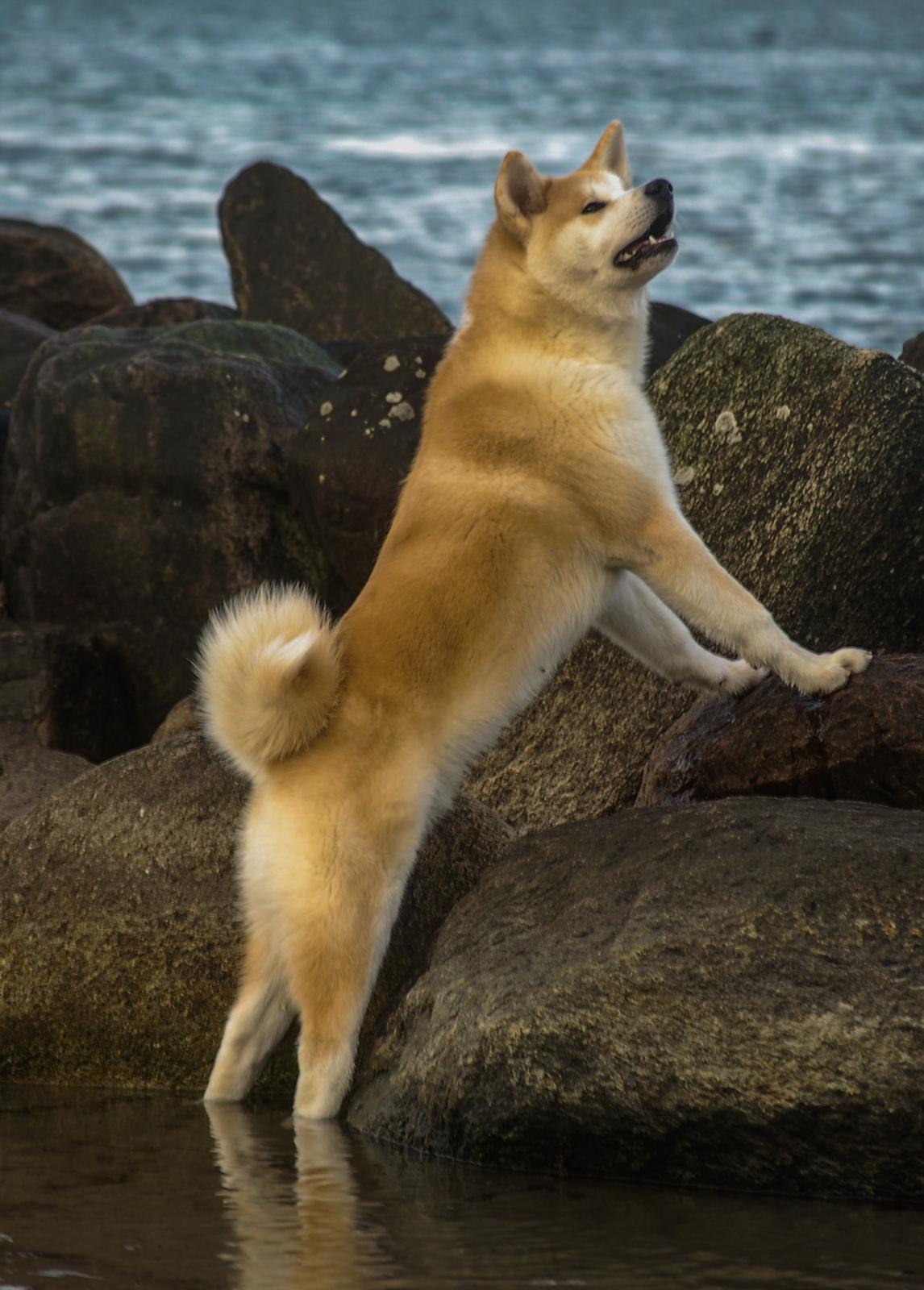 Akita inu Akio billede 14