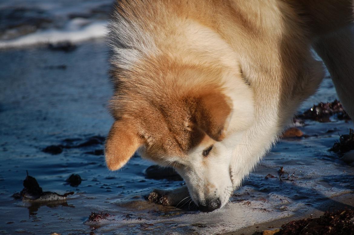 Akita inu Akio billede 15