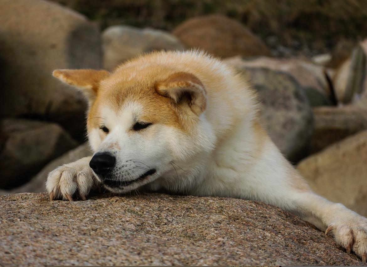 Akita inu Akio billede 16