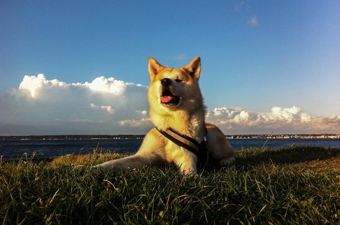 Akita inu Akio billede 19