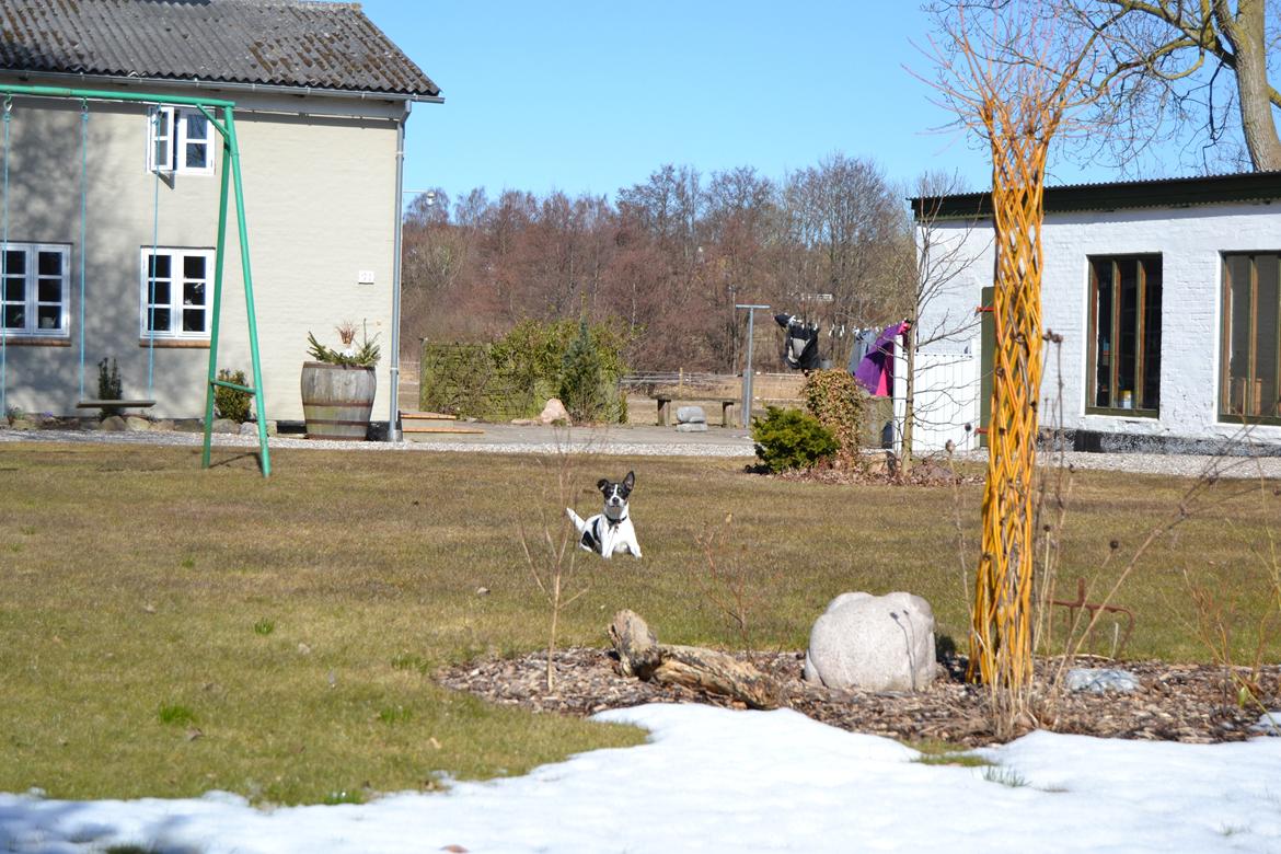 Dansk svensk gaardhund Freja billede 9