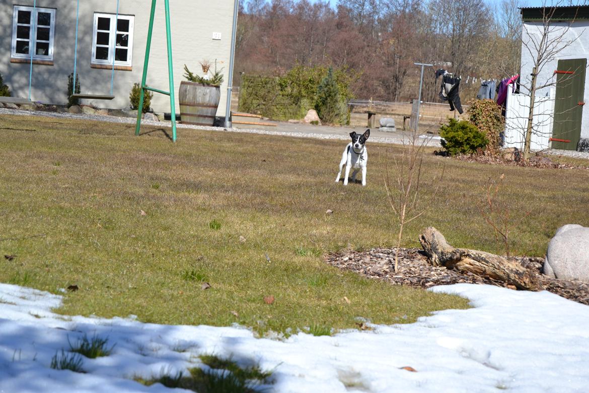 Dansk svensk gaardhund Freja billede 10
