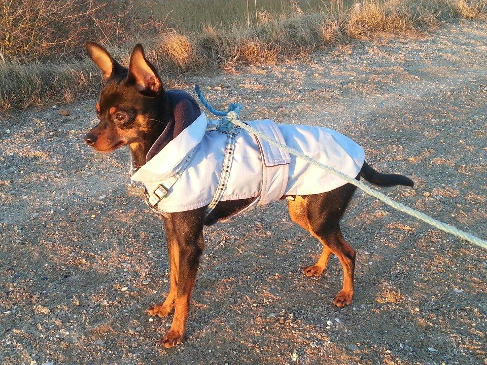 Blanding af racer Ninja *pivdyr* - Gåtur ved stranden den 1. april 2013 <3 billede 33