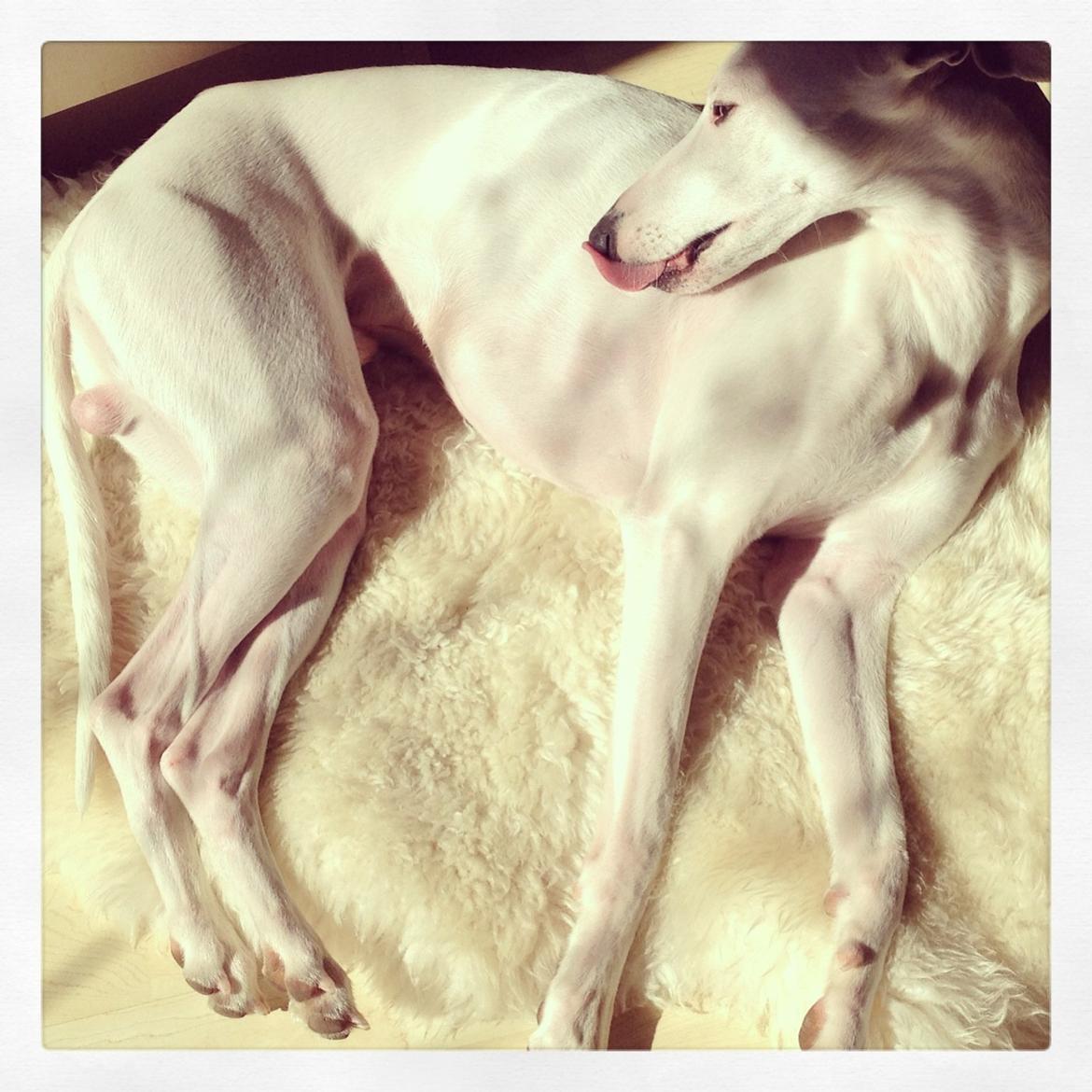 Whippet Liam Emil billede 14