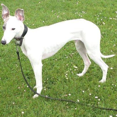 Whippet Liam Emil billede 16