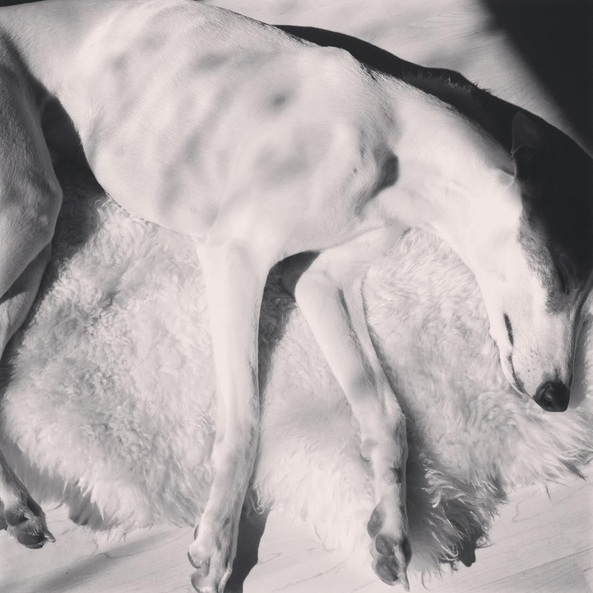 Whippet Liam Emil billede 19