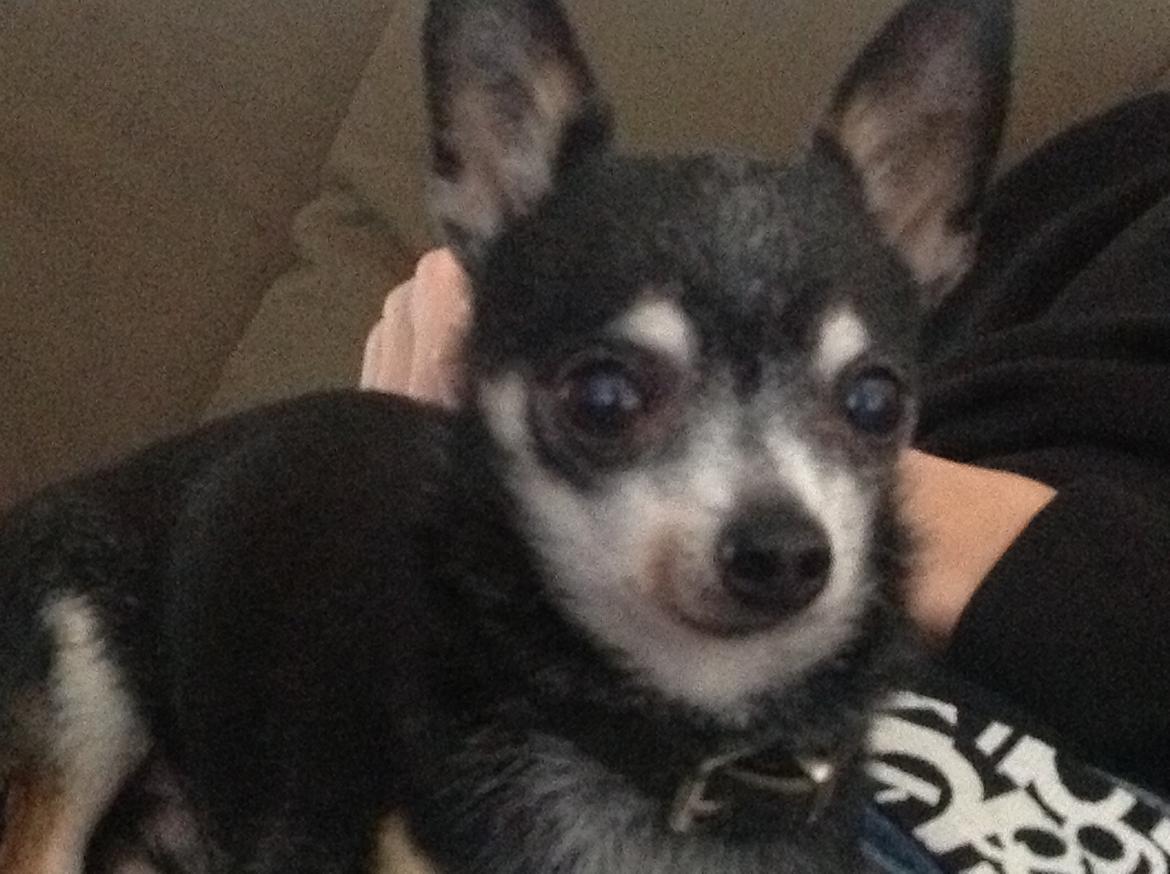 Chihuahua Dyrlægegårdens Alf <333 - Smukke Laffe <3
Velkommen til han profil. Læg gerne en kommentar! billede 1