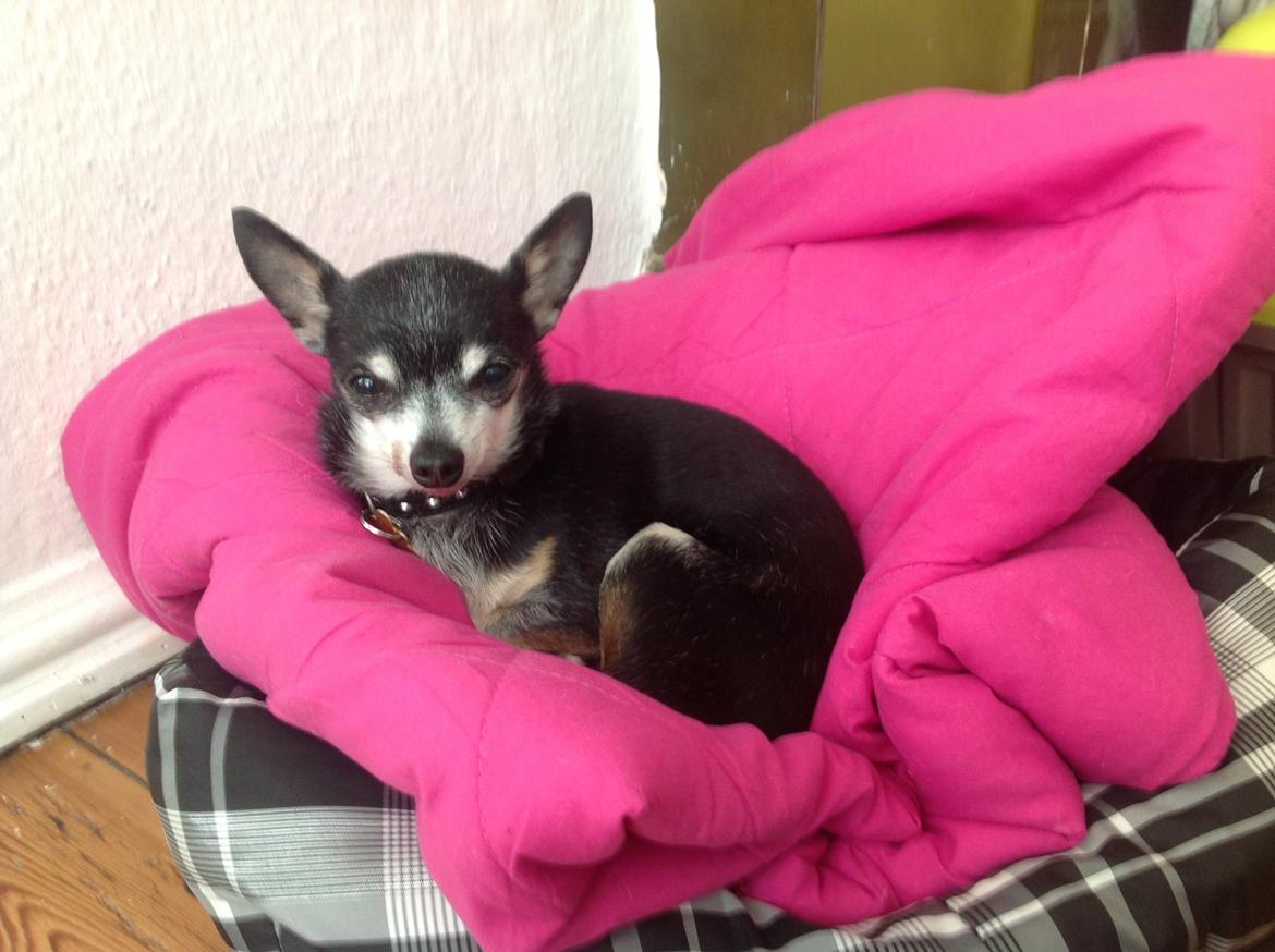 Chihuahua Dyrlægegårdens Alf <333 - Farvel fra Laffe! billede 10