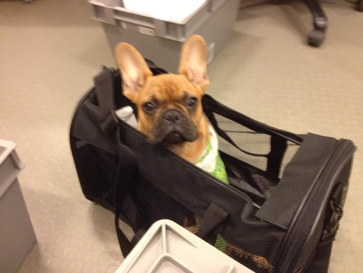 Fransk bulldog Møffe billede 20