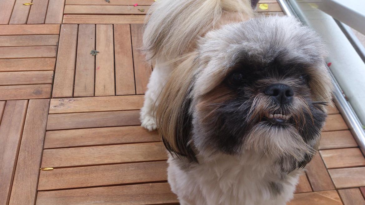 Shih tzu tayson - tayson der kikker på mor han vil ha mad billede 2