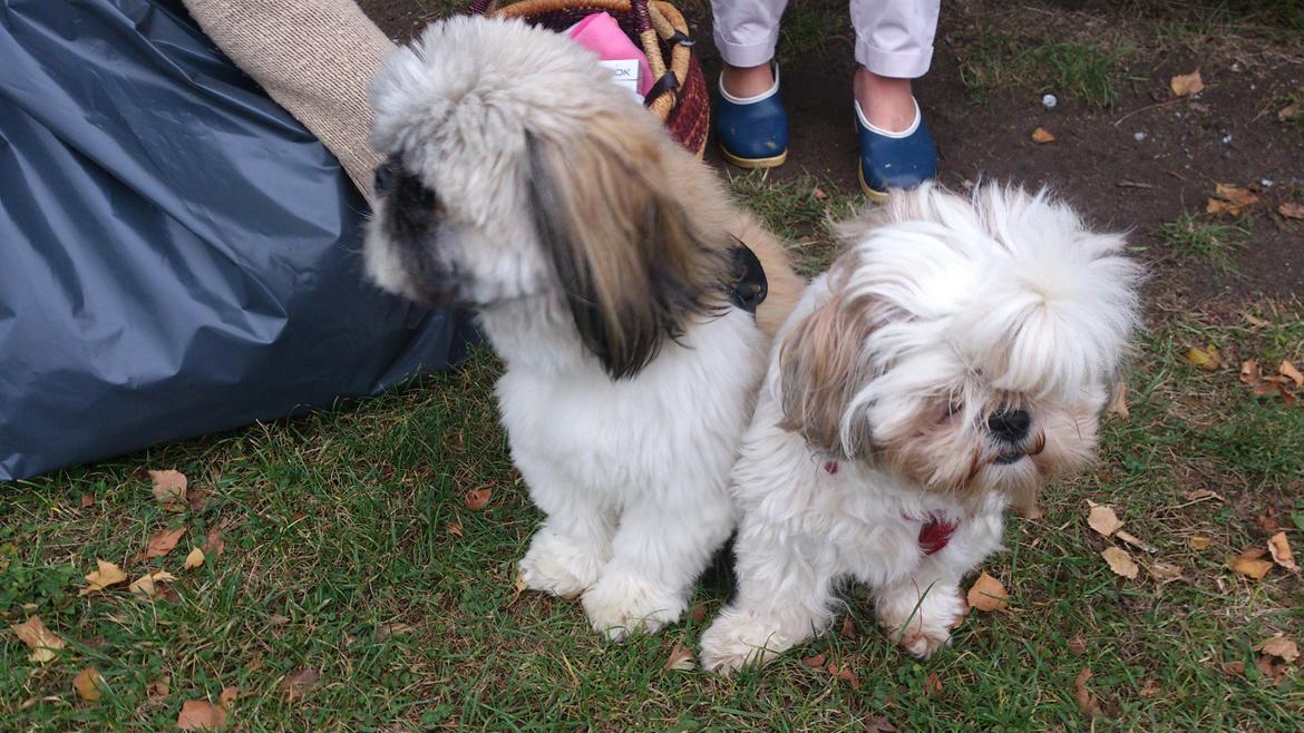 Shih tzu tayson - tayson og cirkeline der er kærester og har 4 piger sammen de er sammen hver dag billede 6