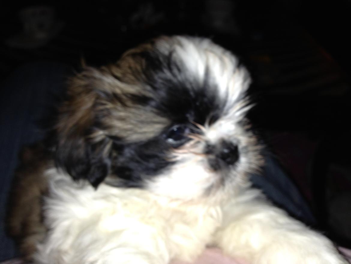 Shih tzu tayson - det er bella en aftaysons piger hun er bare så smuk billede 8