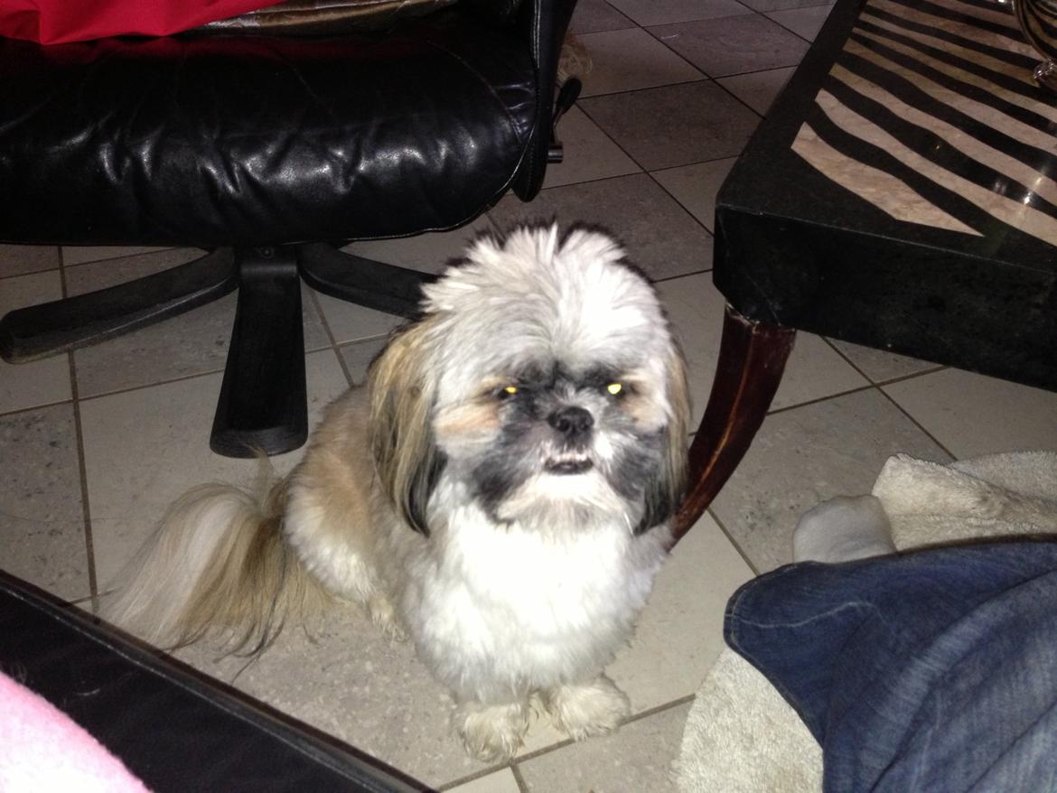 Shih tzu tayson - tayson der bare sidder og ser sød ud  billede 10