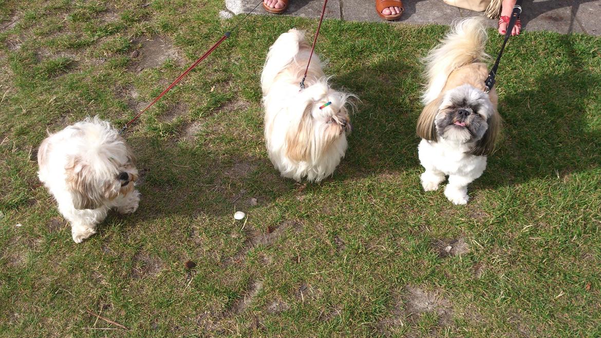 Shih tzu tayson - tayson, cirkeline og tite på tur de er sammen meget tit  billede 12