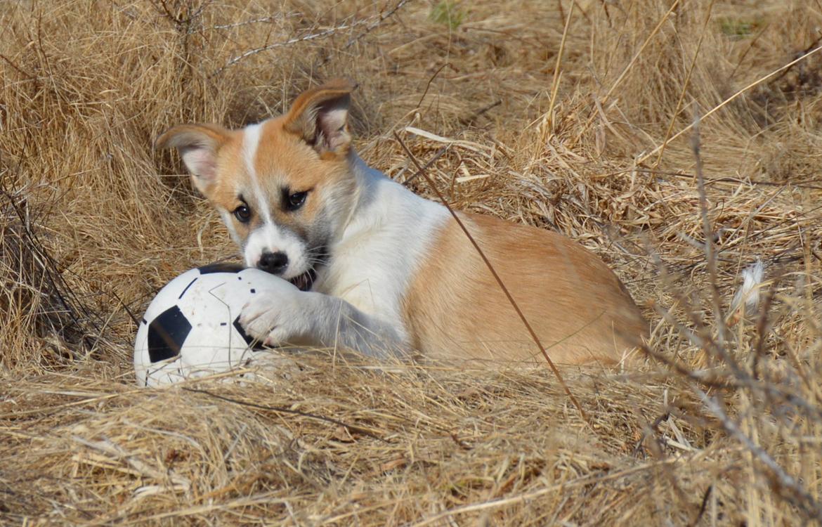 Islandsk fårehund Freddi - Elsker bare at være i sommerhus - der må jeg løbe løs :-) billede 14