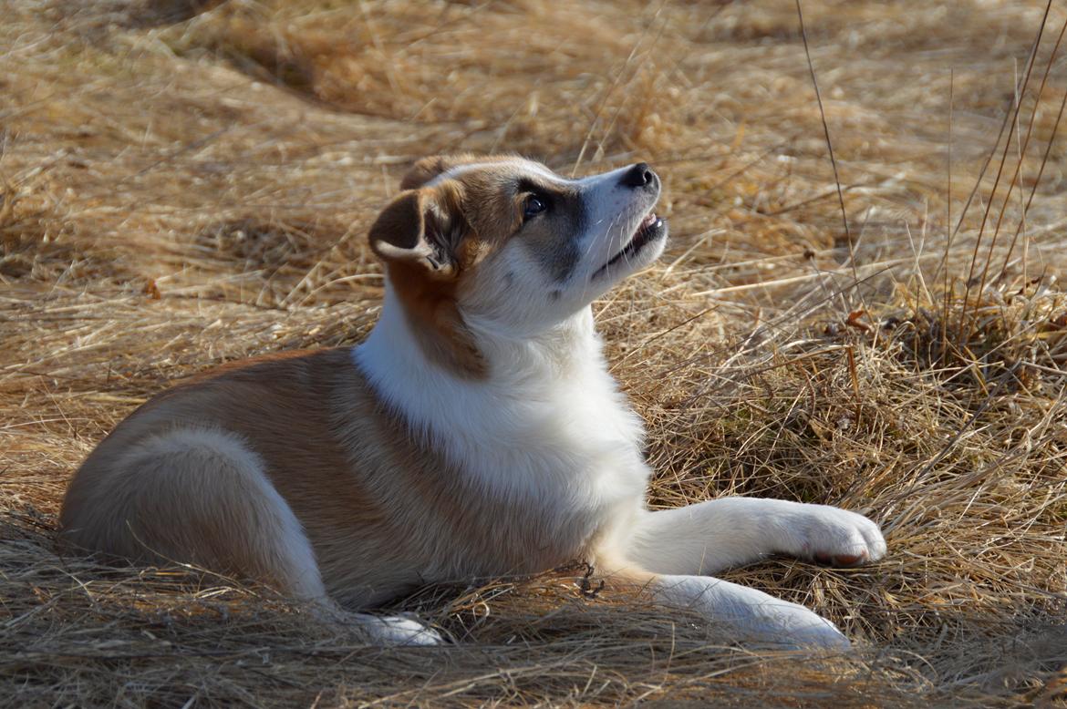 Islandsk fårehund Freddi - Jeg beundrer min farmand når han kaster bold billede 4