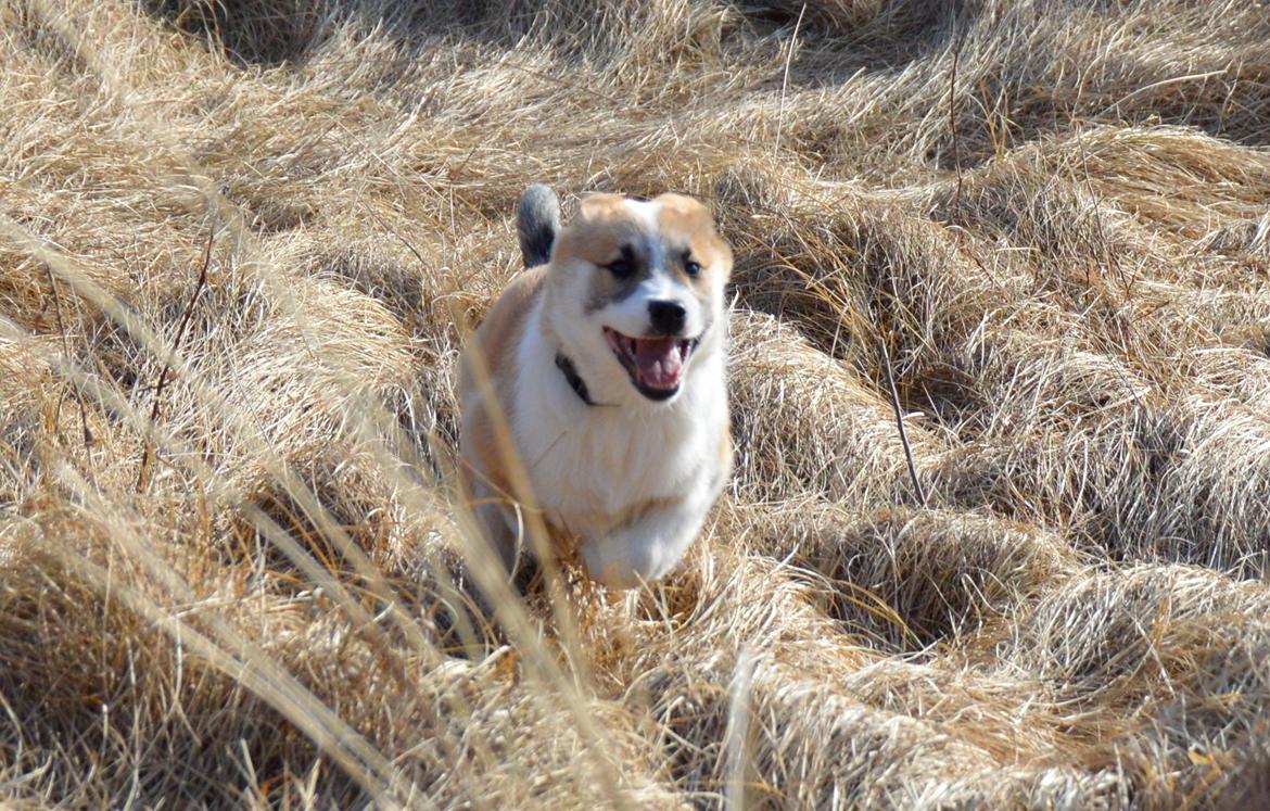 Islandsk fårehund Freddi - Juhuuu vestkysten er bare sagen med de klitter billede 15