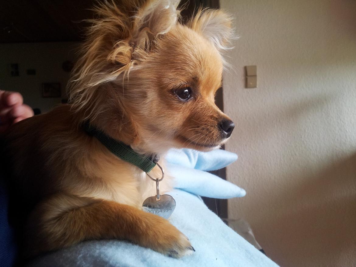 Blanding af racer Chicco - Chicco - 6 måneder billede 4