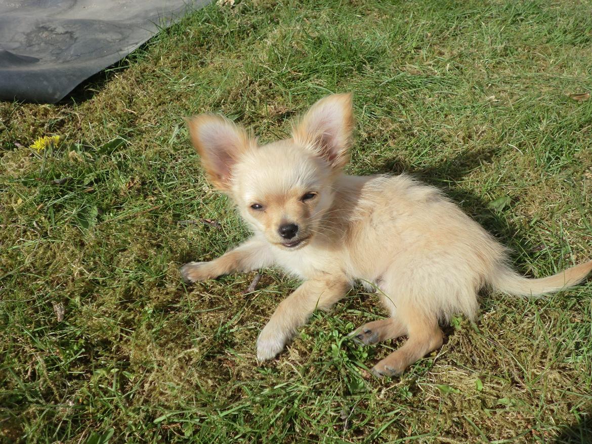 Blanding af racer Chicco - Chicco - 12 uger billede 5