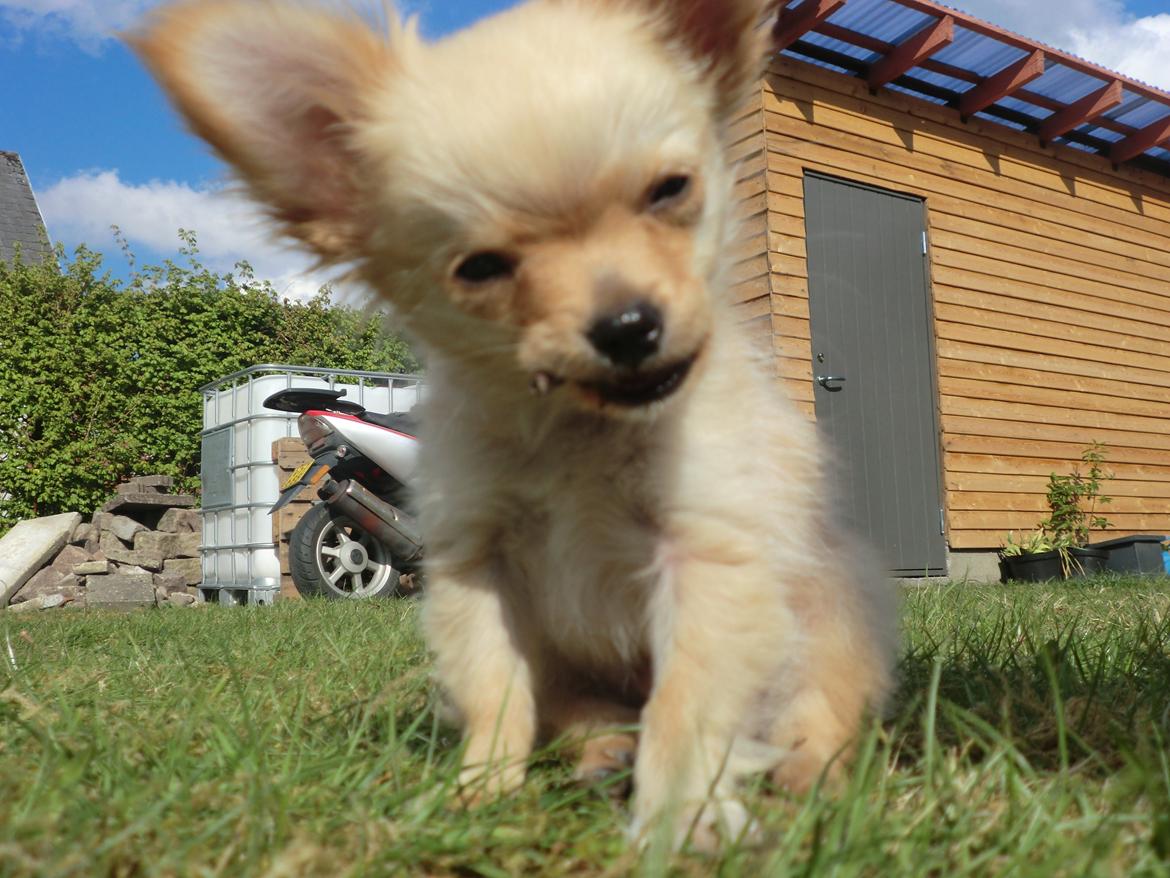 Blanding af racer Chicco - Chicco - 12 uger billede 6