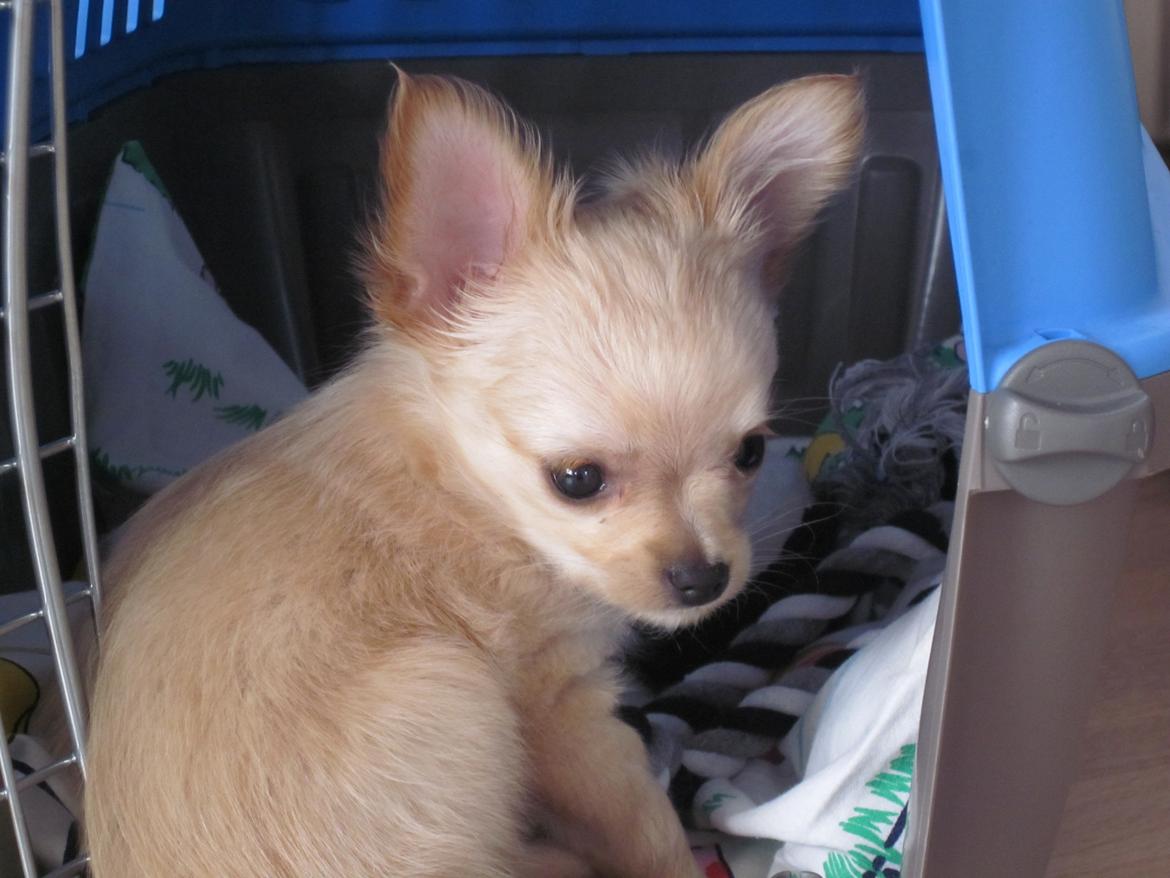 Blanding af racer Chicco - Chicco - 8 uger (første dag) billede 7