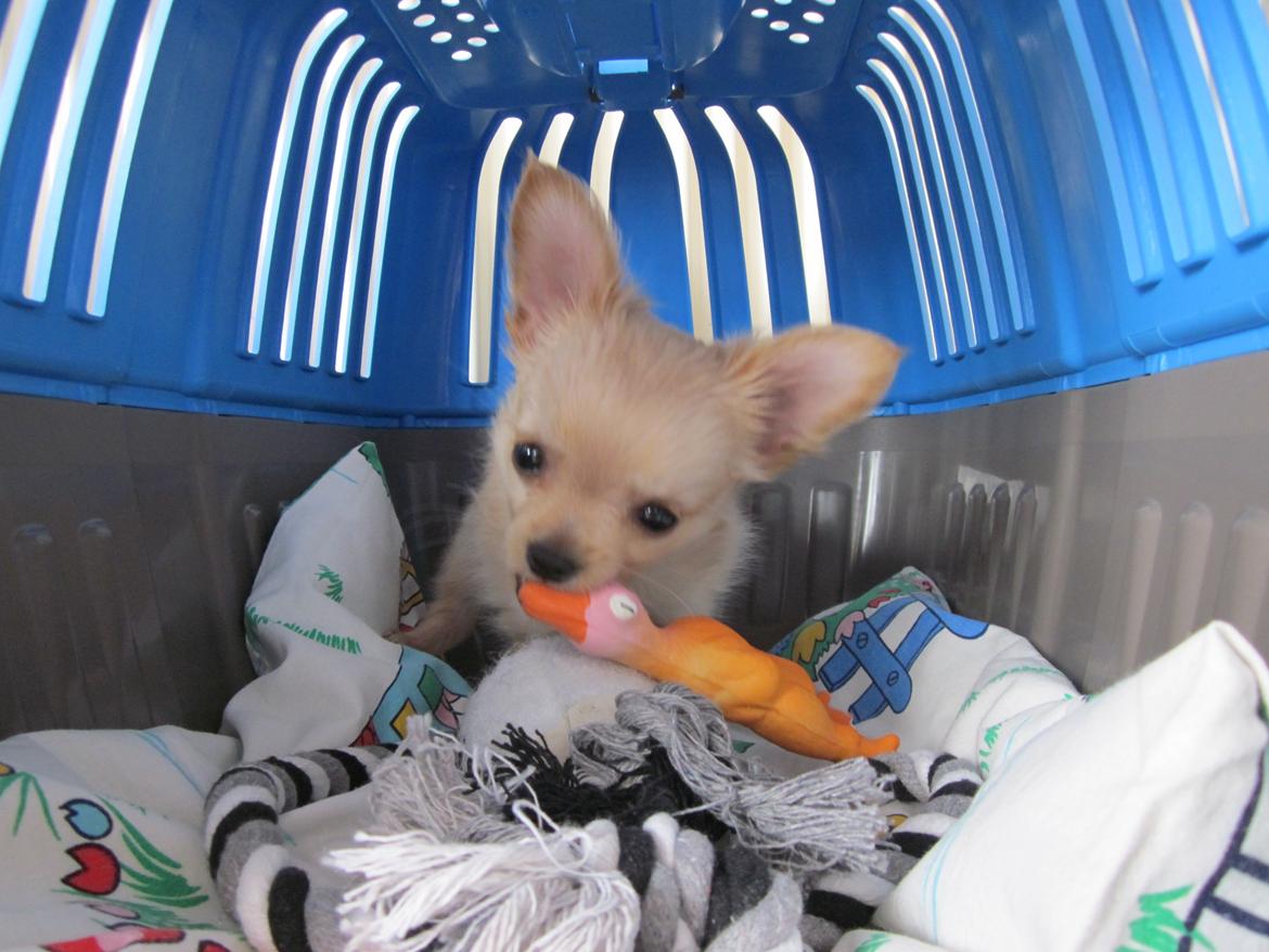 Blanding af racer Chicco - Chicco - 8 uger (første dag) billede 8