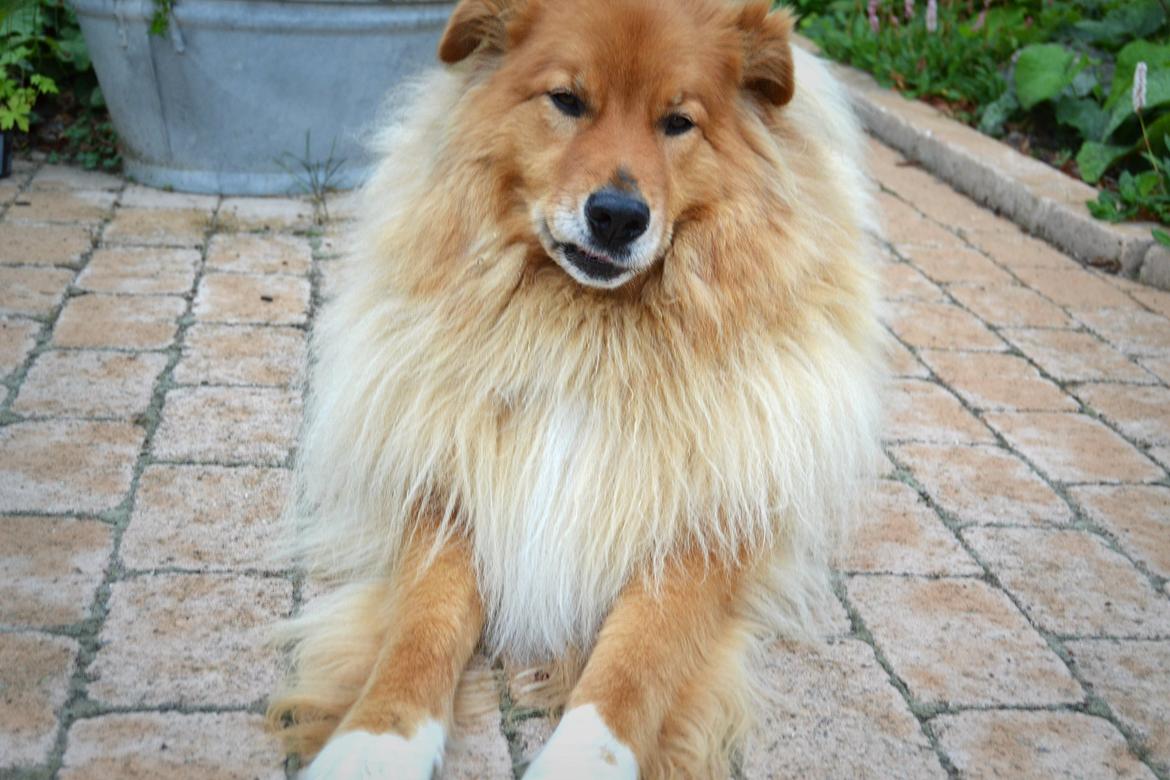 Blanding af racer Simba billede 4