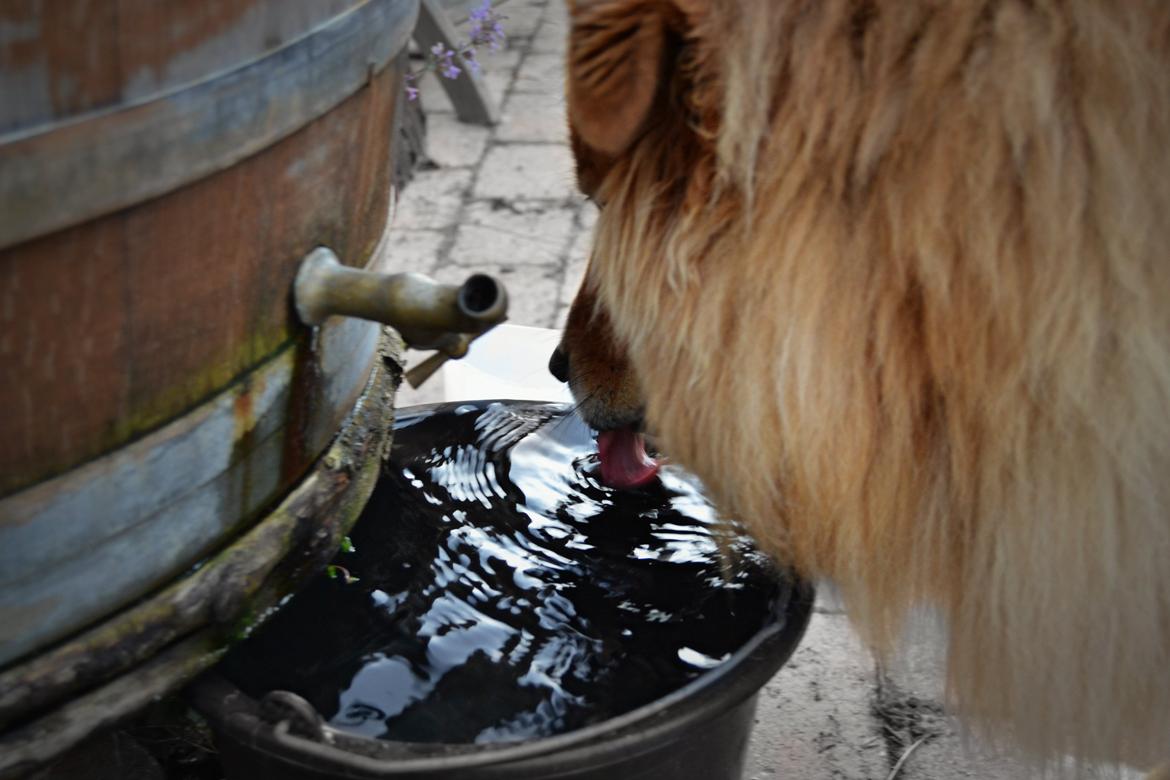 Blanding af racer Simba billede 6